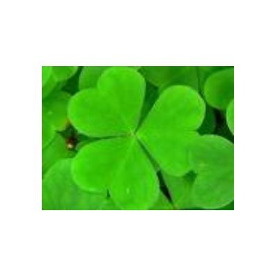 Oxalis Natural Healing