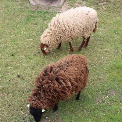 Mijnzzp.nl van, voor en door zzp-ers