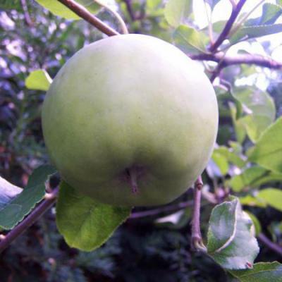 Appel aan boom