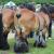 Paarden