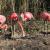 Flamingos dierentuin
