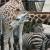Giraffen