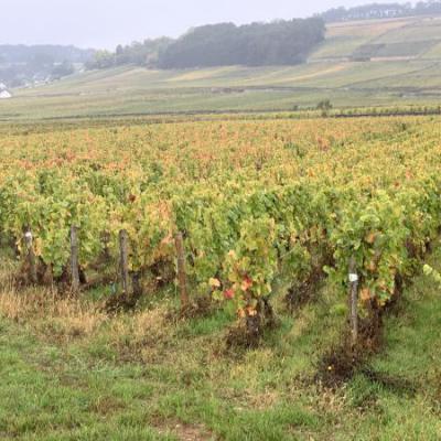 Franse wijnvelden