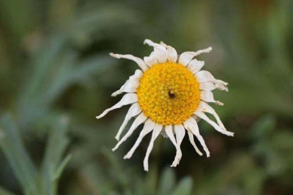Zzp-ers breken door in de uitvaartbranche