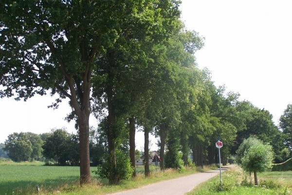 Kabinet wil duurzaam Maleisisch hout erkennen Kabinet wil duurzaam Maleisisch hout erkennen