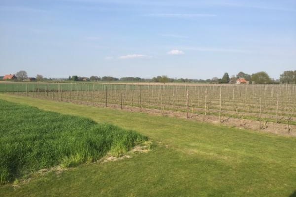 Champignonsector maakt stappen vooruit