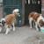 Honden op een boerderij