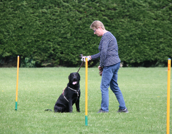 Afbeelding van Speelsehond