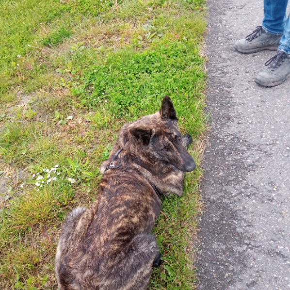 Afbeelding van Speelsehond