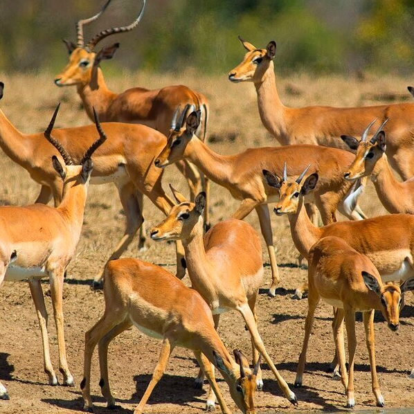 Afbeelding van Wallowing Safaris