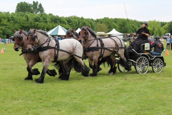 Vierspan paarden