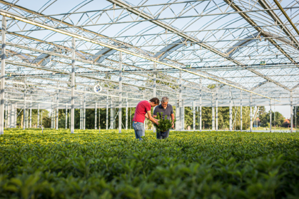 FlorAmor zet belangrijk strategische stappen met overname van kwekerijen