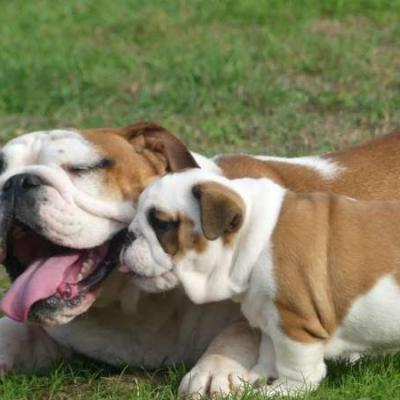 Mooie Engelse Bulldog pups beschikbaar.