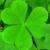 Oxalis Natural Healing