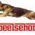 Speelsehond