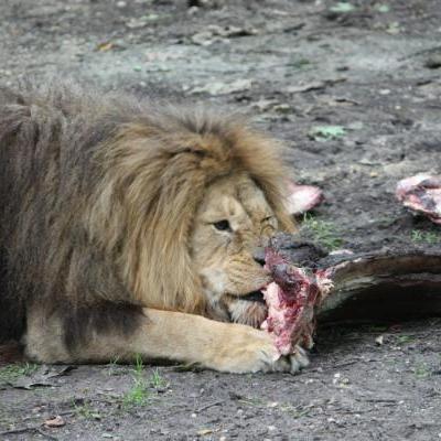 Etende leeuw