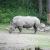 Neushoorn