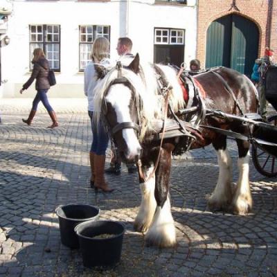 Mijnzzp.nl van, voor en door zzp-ers