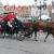 Paard en koets Brugge