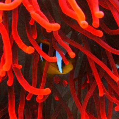 Mijnzzp.nl van, voor en door zzp-ers