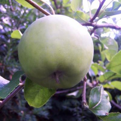 Appel aan boom